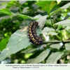 euphydryas maturna kuban larva1